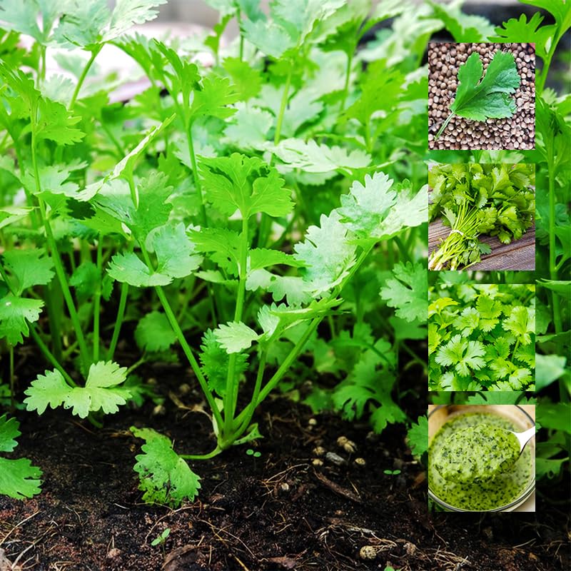 Generic cilantro seeds packaging with slow-bolting heirloom seeds for home gardens.