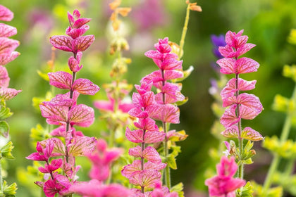 Generic Clary Sage Pink Sundae seeds bloom with fragrant pink flowers attracting pollinators