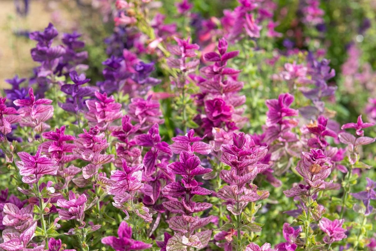 Generic Clary Sage Pink Sundae seeds ideal for sunny borders in garden