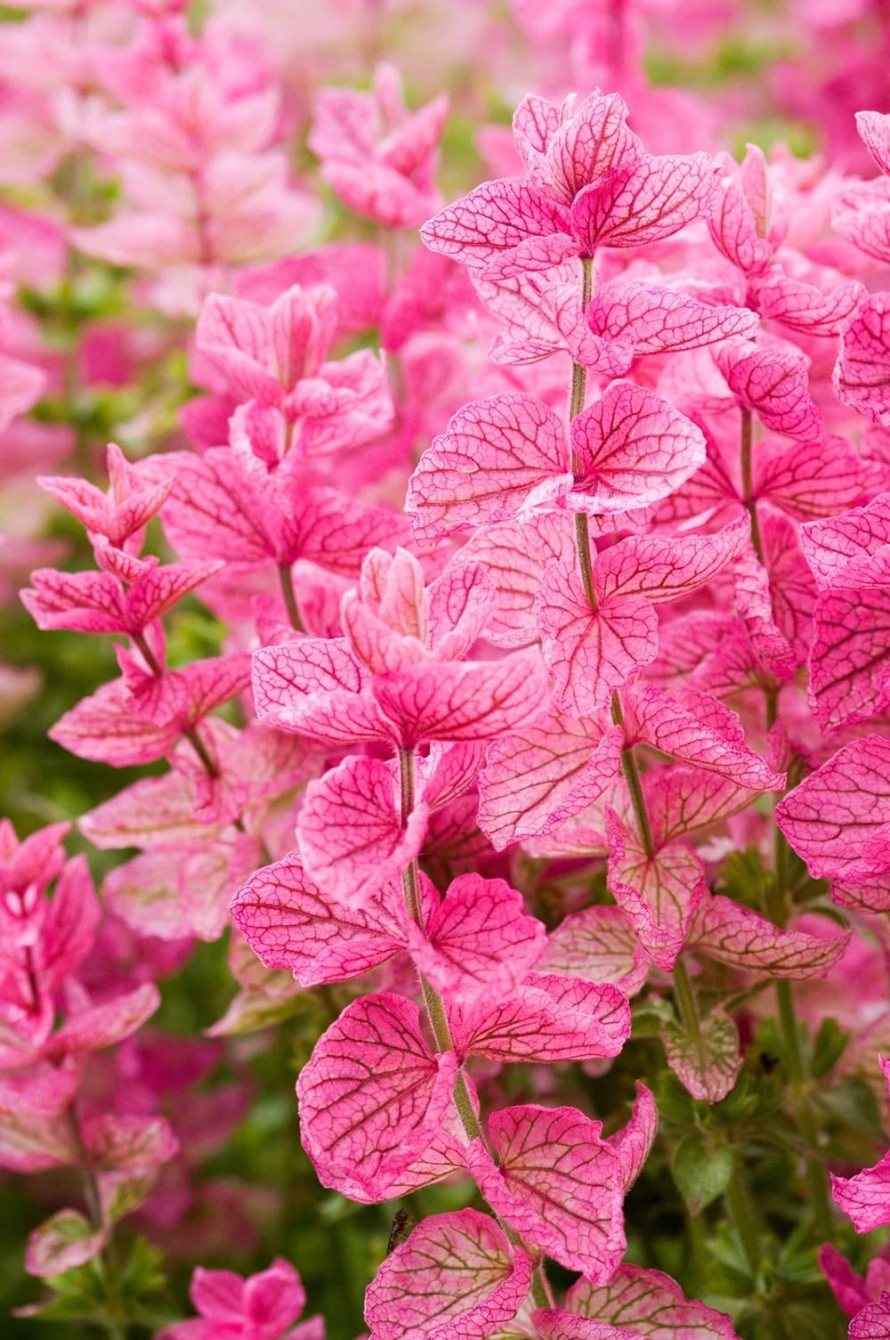 Generic Clary Sage Pink Sundae seeds showing lush pink blooms in garden