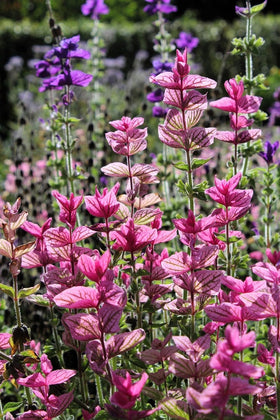 Generic Clary Sage Pink Sundae seeds add fragrance to gardens