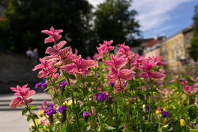 Generic Clary Sage Pink Sundae blooms attract butterflies and bees
