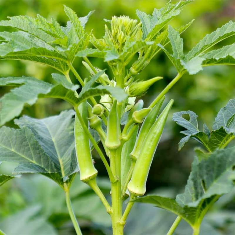 Generic Clemson Spineless okra plants offer ornamental foliage for sunny beds.