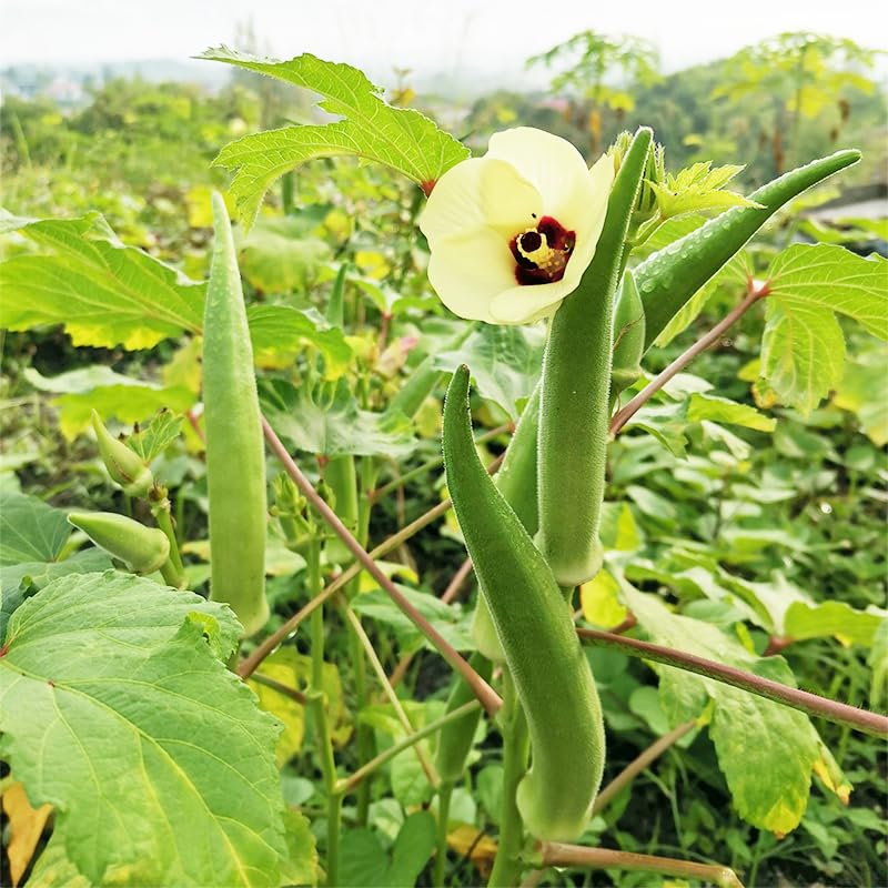 Generic Clemson Spineless okra pods ready for fresh harvest.