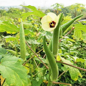 Generic Clemson Spineless okra pods ready for fresh harvest.