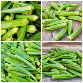 Generic Clemson Spineless okra seedlings thriving in garden beds.