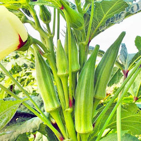 Generic Clemson Spineless okra seeds seed-pack ready for easy planting in sunlit gardens.