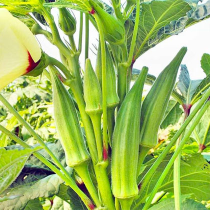 Generic Clemson Spineless okra seeds seed-pack ready for easy planting in sunlit gardens.