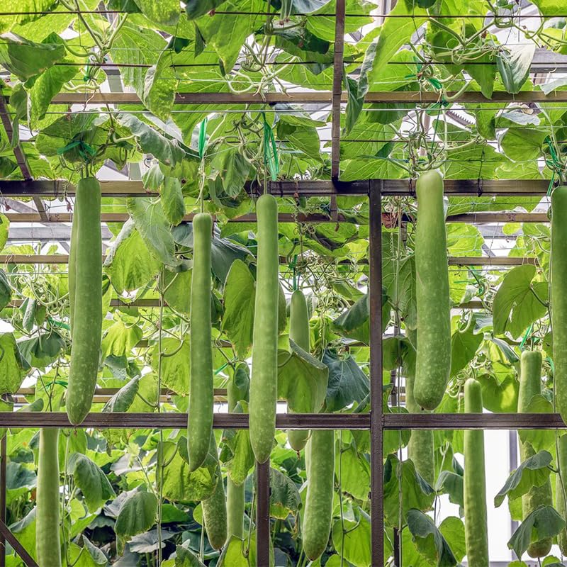 Generic climbing bottle gourd vines thriving with sturdy trellis in full sun.