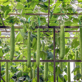 Generic climbing bottle gourd vines thriving with sturdy trellis in full sun.