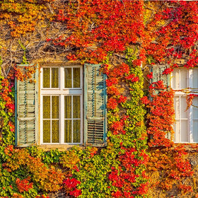 Generic climbing ivy with sturdy supports encourages even growth