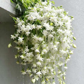 Generic Jasmine seeds thrive in warm climates with drought tolerance for sunny spaces.