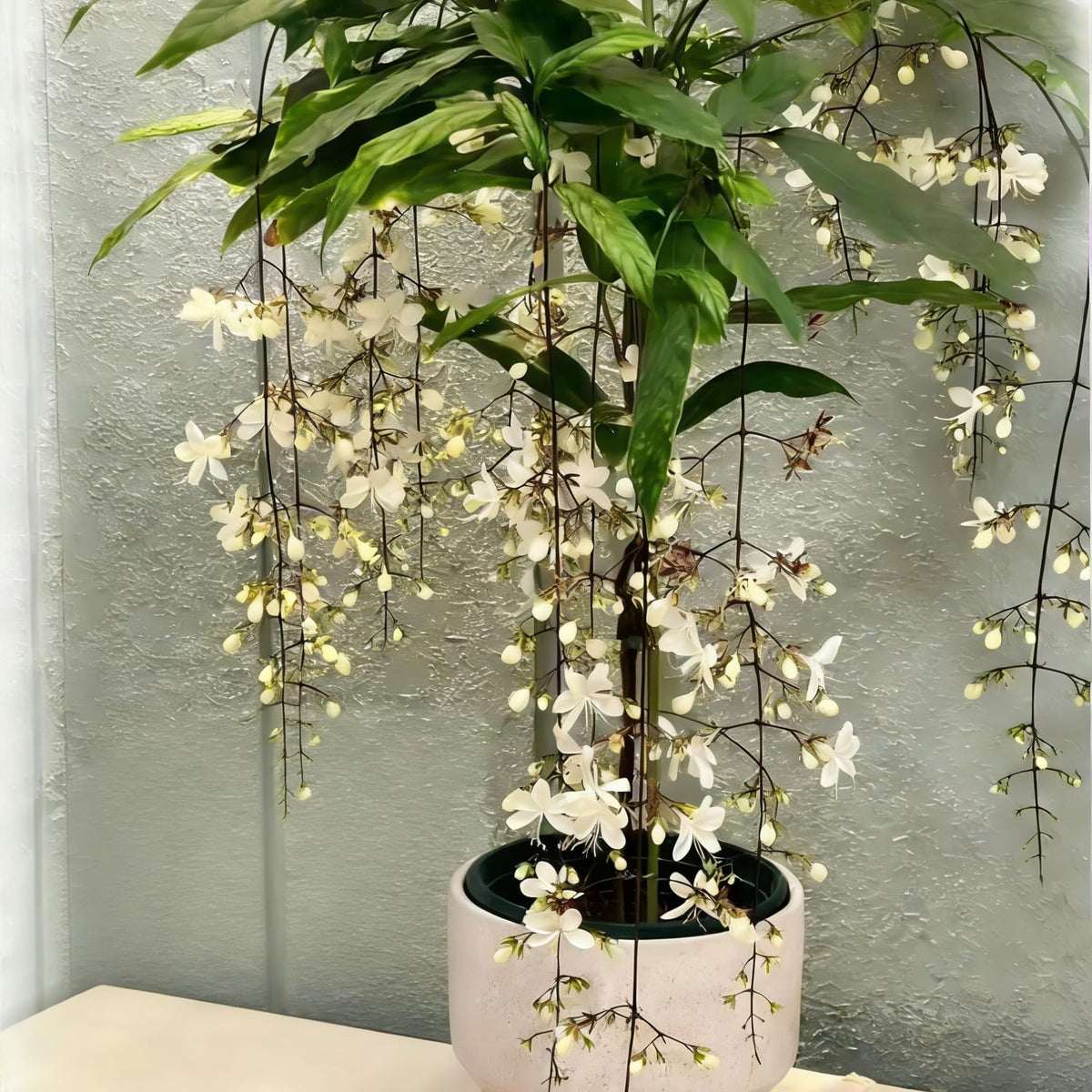 Generic Star Jasmine evergreen foliage provides year-round greenery for landscapes.