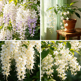 Generic Climbing Jasmine seeds with fragrant white flowers near a patio, inviting evenings outdoors.