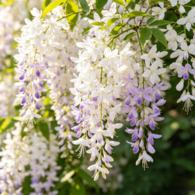 Generic Jasmine care: low maintenance with minimal pruning required for busy gardeners.
