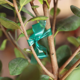 Generic stretch tape roll shown blending into garden scenery while remaining functional.