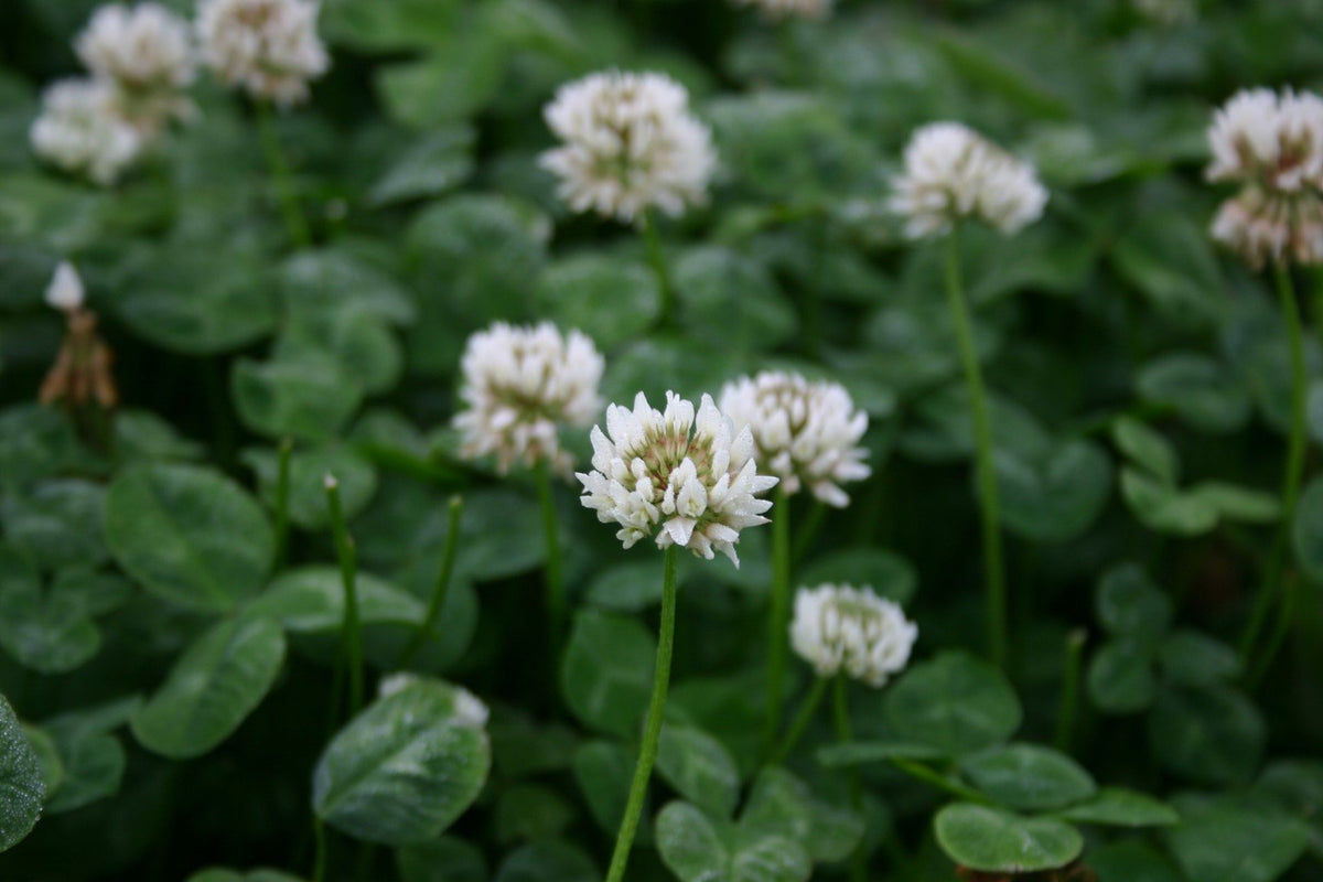 Generic clover seed bundle shows fast germination and nitrogen fixing ground cover.