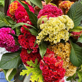 Generic 320+ mix yields dramatic flower heads for fresh-cut and dried arrangements.