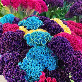 Generic non-GMO heirloom seeds support drought-tolerant, low-maintenance garden color.