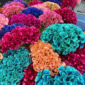 Generic Cockscomb seeds direct sow, ideal for sunlit garden borders and color accents.