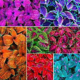 Generic Coleus seeds color mix for vibrant leaves in pots and borders
