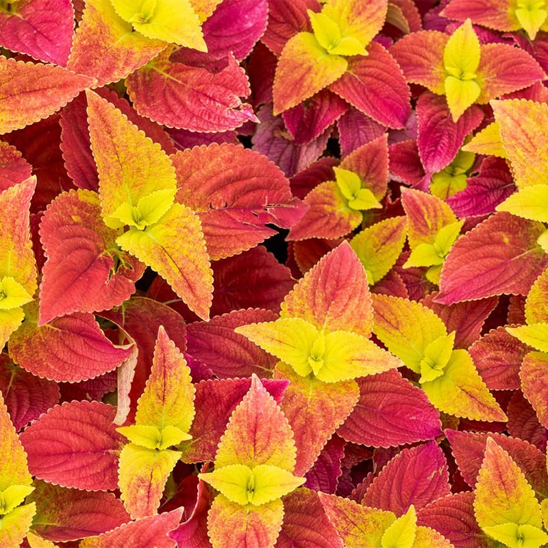 Generic coleus seeds—mixed colors ideal for borders and container plantings.