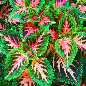 Generic Coleus seeds ideal for patio and flower bed aesthetics