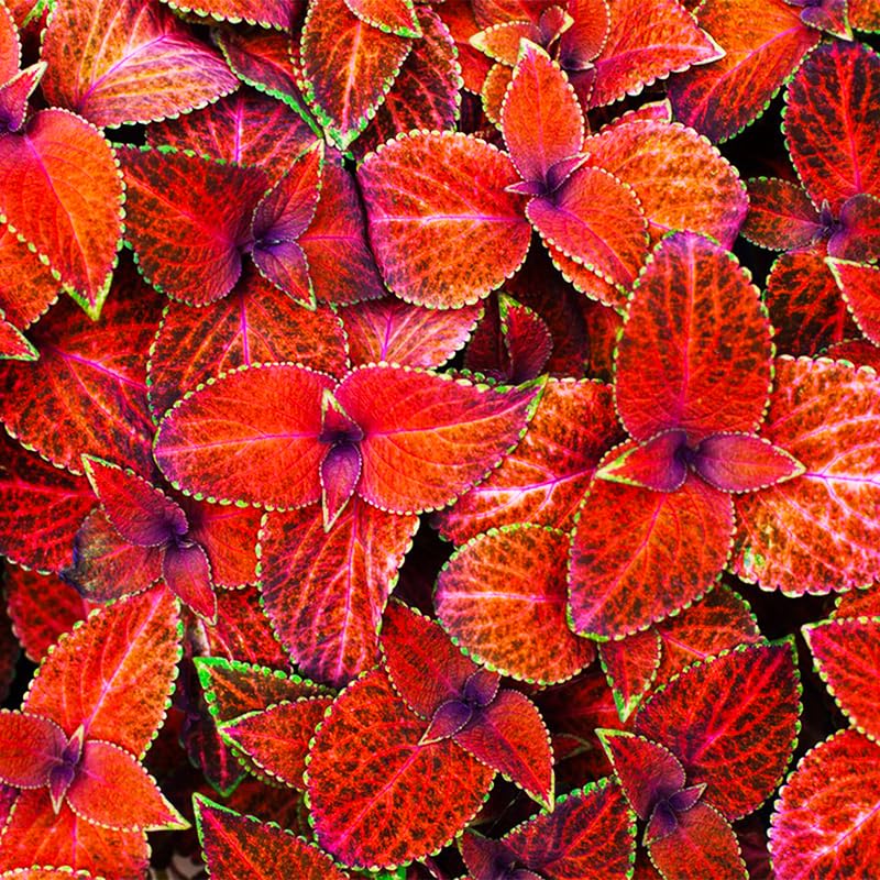 Generic Coleus seeds germinate well at 65-75°F for quick sprouting
