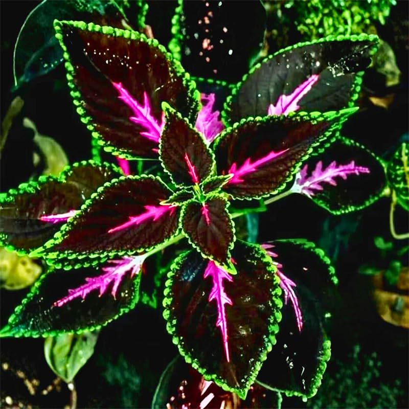 Generic Coleus seeds require moist, well-draining soil for healthy growth