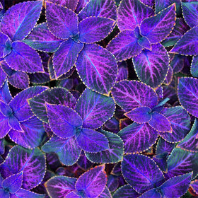 Generic Coleus seeds for indoor-outdoor use in versatile living spaces