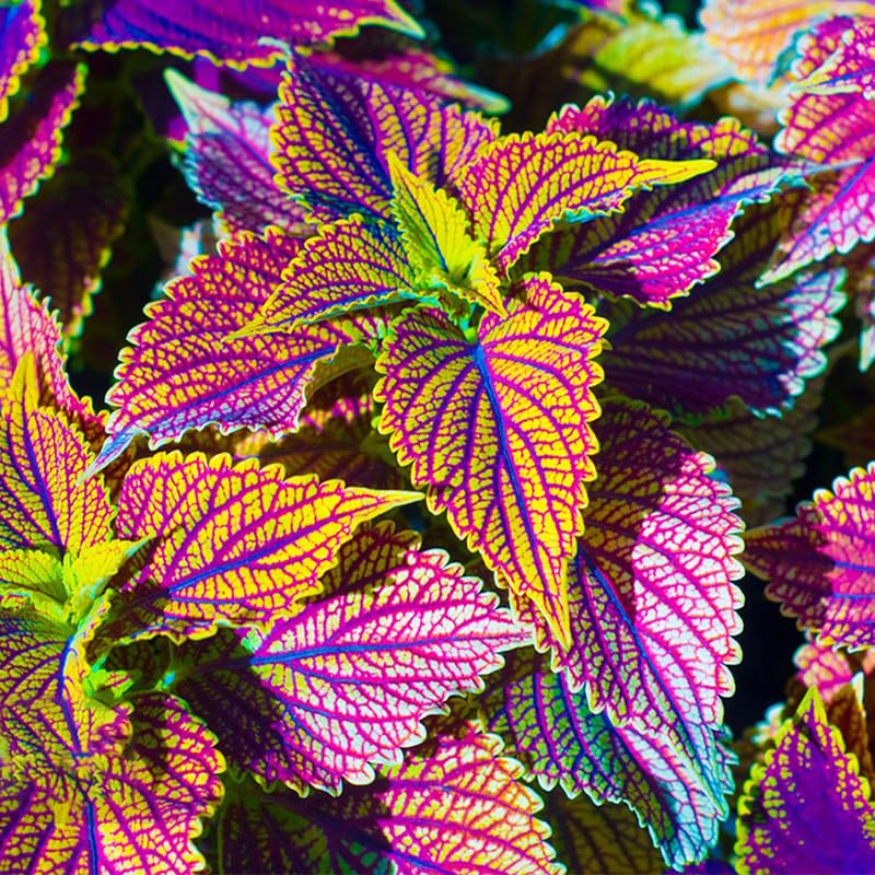Generic coleus seeds showing rapid growth for quick color in patio containers.