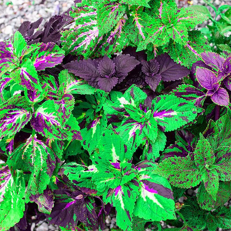 Generic perennial coleus seeds enable easy germination and year-round color in shade.