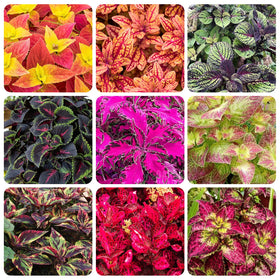 Generic Coleus seeds shade-tolerant growth for partial sun gardens and containers