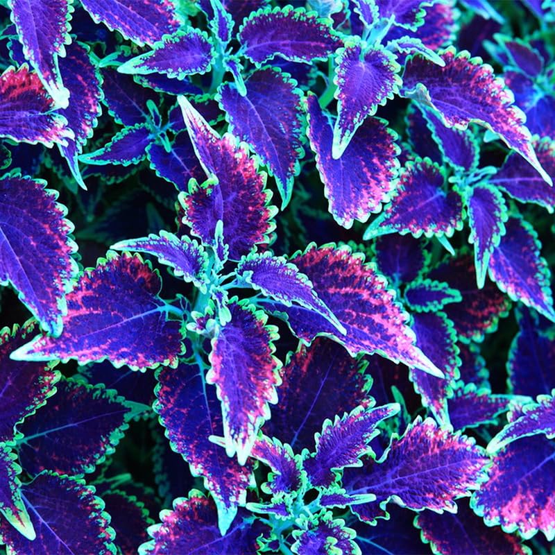 Generic coleus seeds: shade-tolerant variety for indoor pots and outdoor beds.
