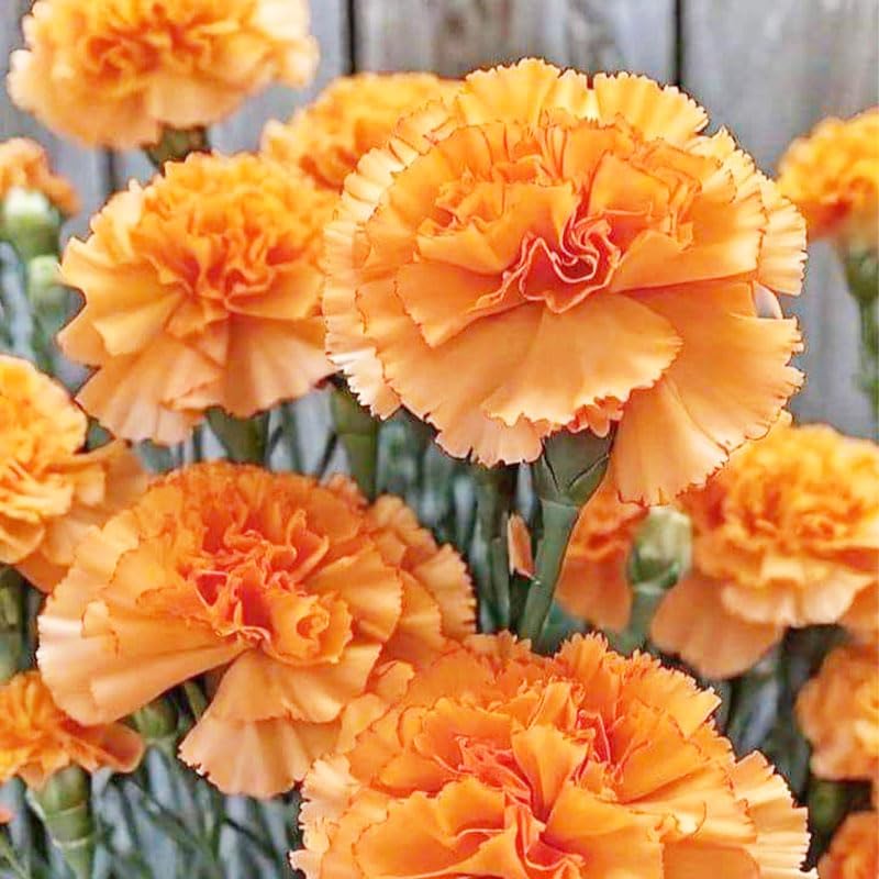 Generic colorful-carnation-blooms: a spectrum of red, pink, yellow, orange for sunny borders.