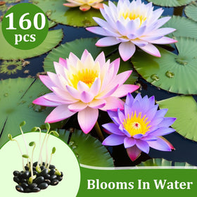 Generic colorful lotus blooms for ponds add vibrant focal points