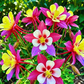 Generic Columbine seeds closeup-bloom highlighting unique flower shape.