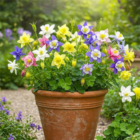 Generic Columbine seeds cutting-garden-bouquet ready for fresh arrangements.