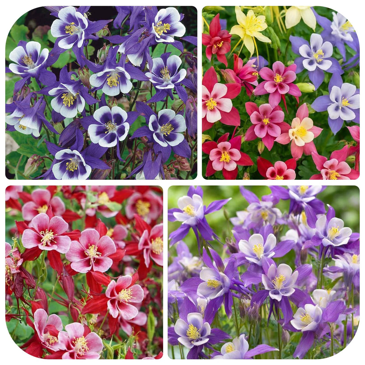 Generic Columbine seeds garden-bed-spring shot for borders.