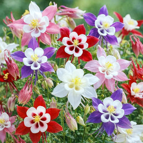 Generic Columbine seeds seed-pack-shot showing pollinator-friendly potential.