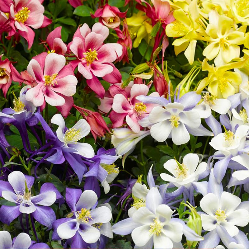 Generic Columbine seeds woodland-border view suited for cottage gardens.