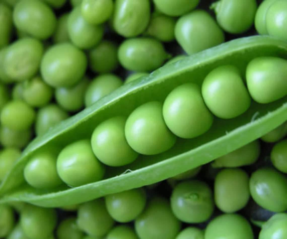 Generic compact pea plant with staking supports ideal for home gardens.