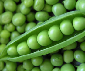 Generic compact pea plant with staking supports ideal for home gardens.