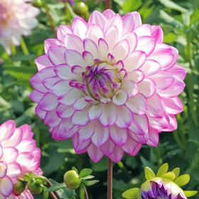 Generic container friendly dahlias with compact growth for patios