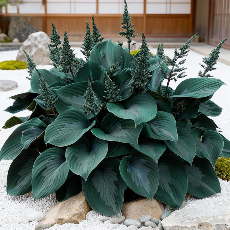 Generic container garden hosta seeds for borders and edging