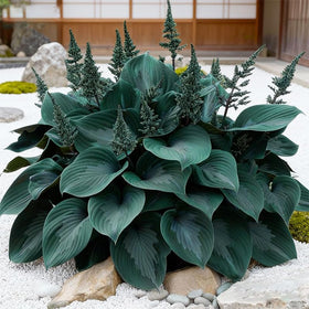 Generic container garden hosta seeds for borders and edging
