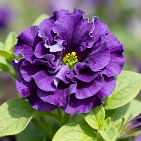 Generic Containers and Borders display a neat, compact habit with abundant flowers.