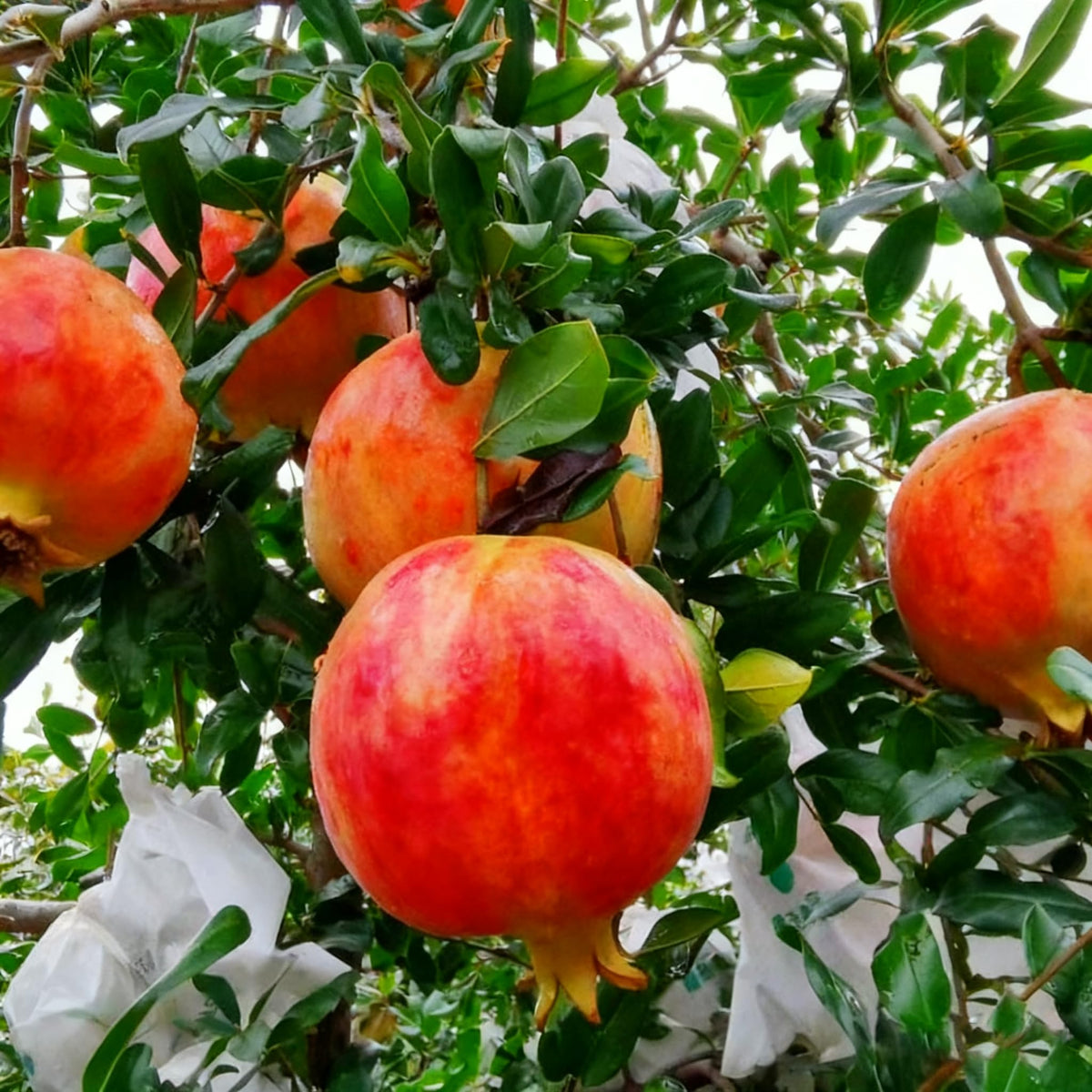 Generic container-grown pomegranate tree for cooler climates