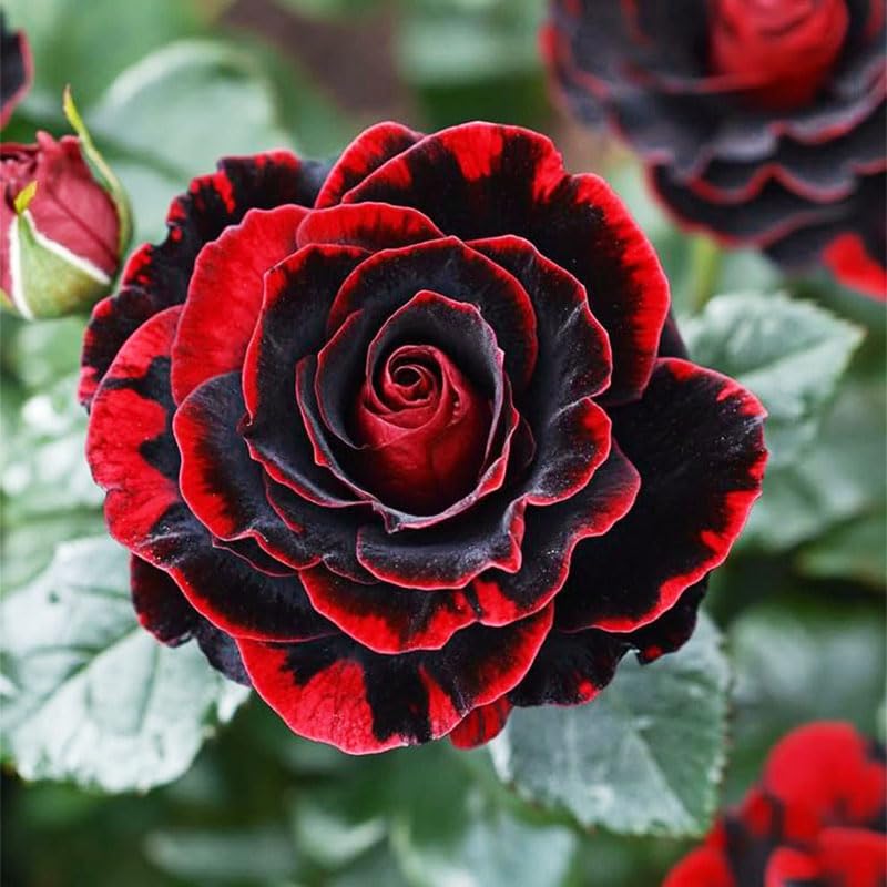 Generic container-rose display for versatile gardens and borders.