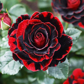Generic container-rose display for versatile gardens and borders.